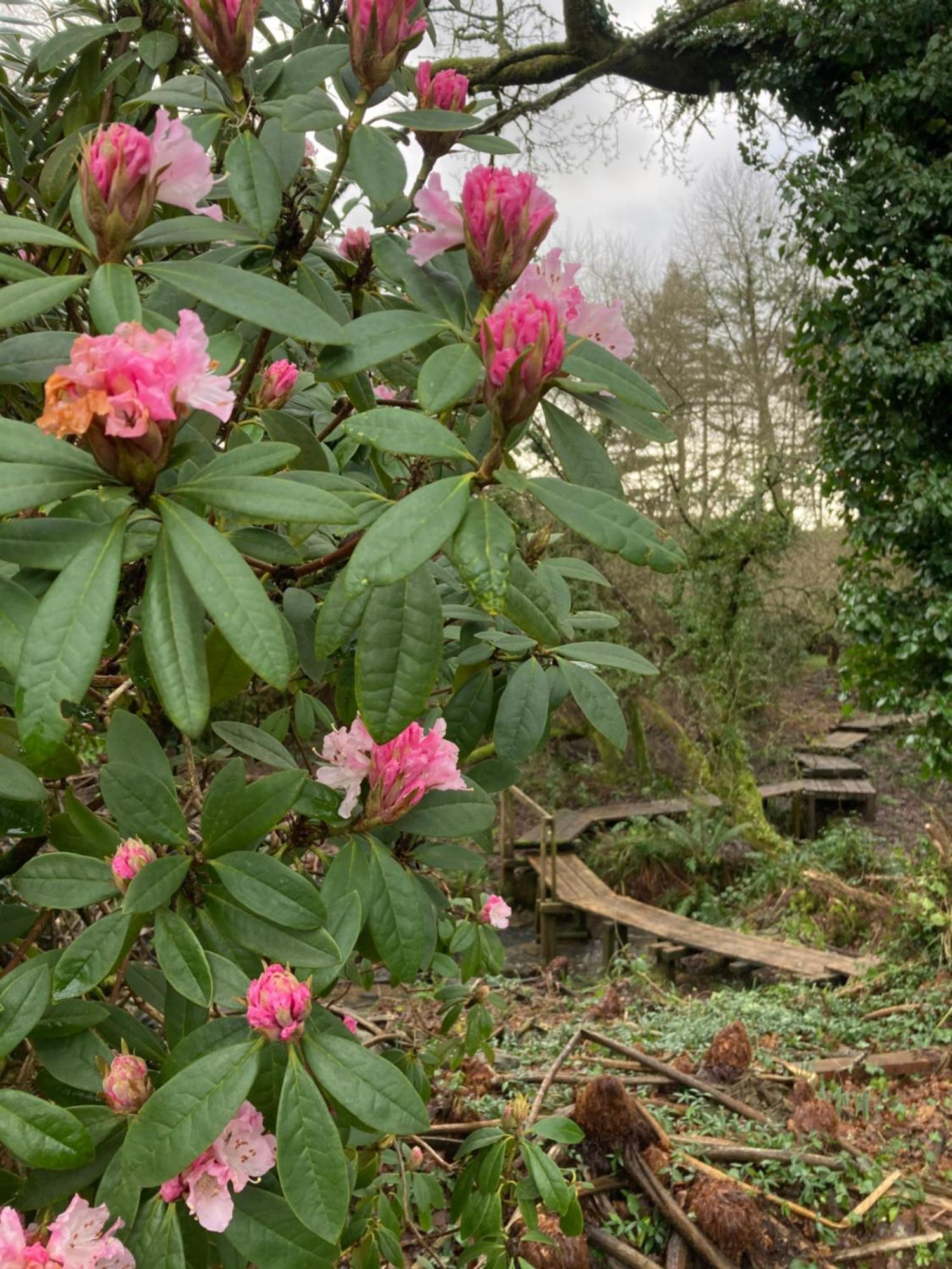 Hollyhocks Holiday Home- 2 Bedroomed Ground Floor Apartment Sleeps 5 Ivybridge Exteriér fotografie