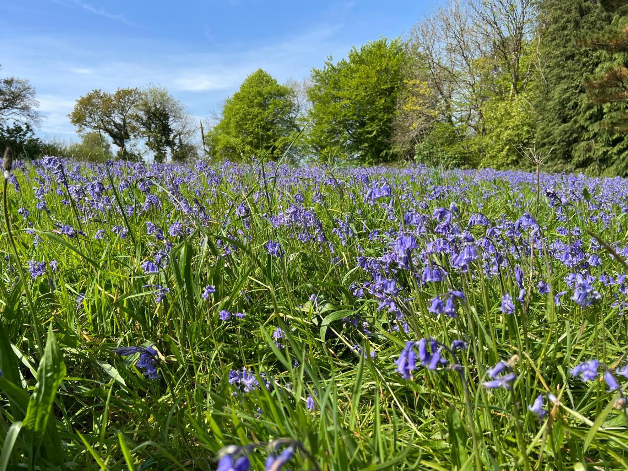 Hollyhocks Holiday Home- 2 Bedroomed Ground Floor Apartment Sleeps 5 Ivybridge Exteriér fotografie